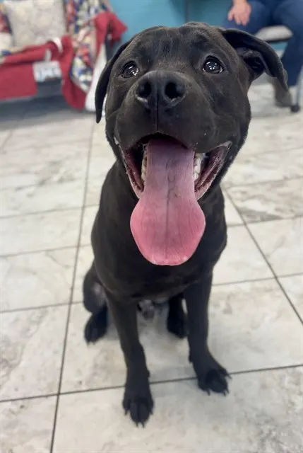 Good Boy