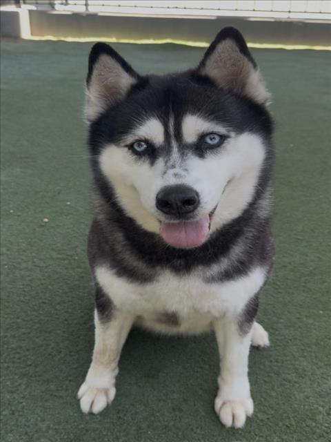 Shiloh