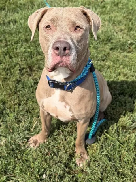 Nala