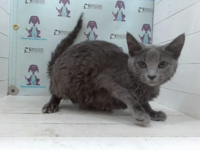 Adoptable Cat