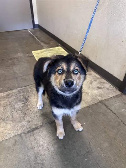 Lucas - Adoption Pending