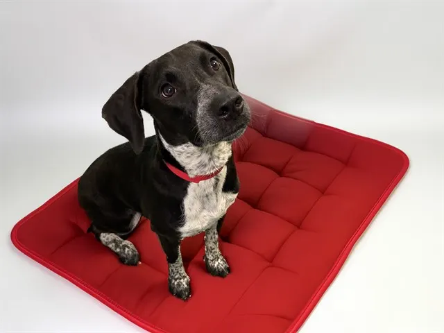 Pepper