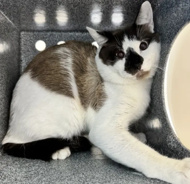 Adoptable Cat
