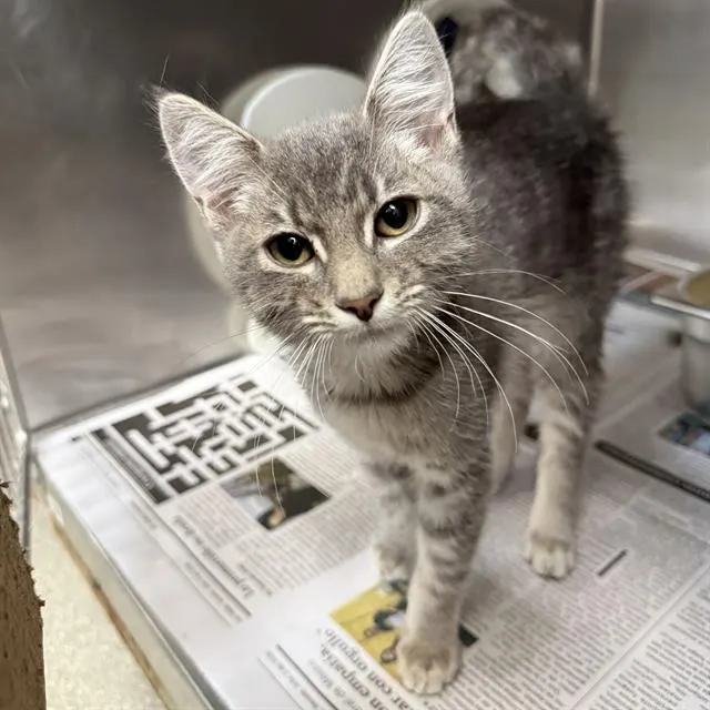Adoptable Cat