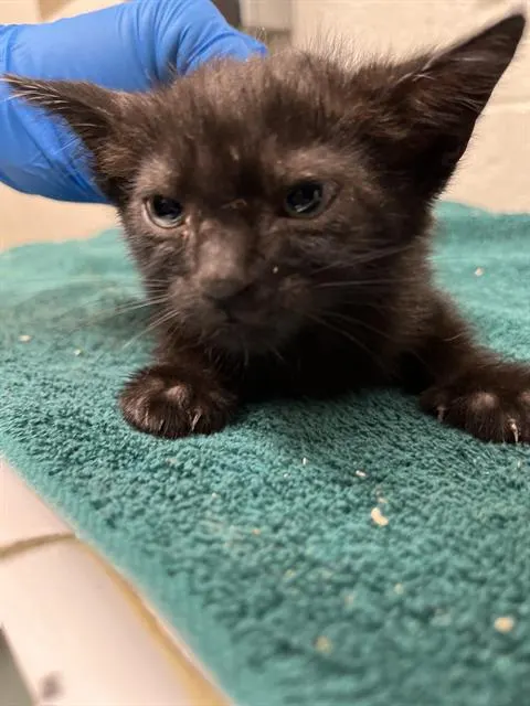 Adoptable Cat