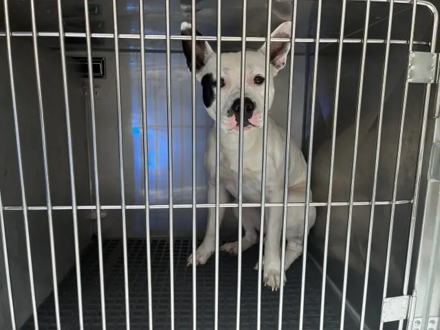 Adoptable Dog