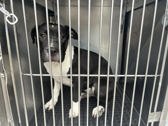 Adoptable Dog