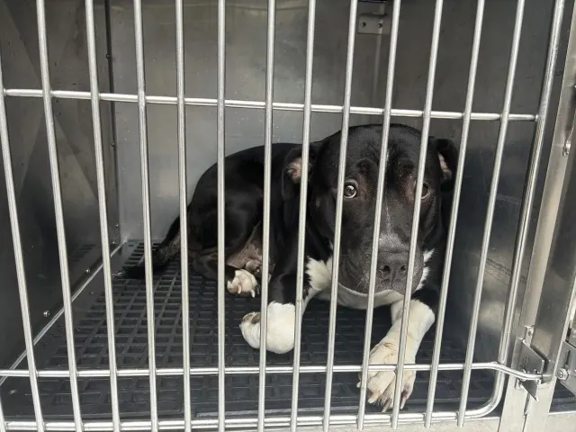 Adoptable Dog