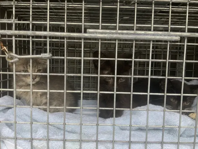 Adoptable Cat