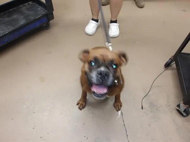 Adoptable Dog