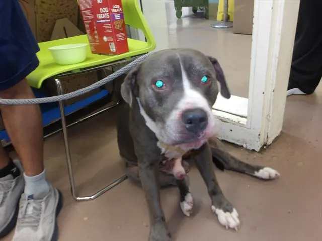 Adoptable Dog