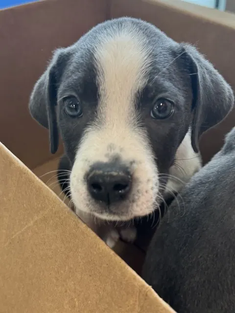 Adoptable Dog