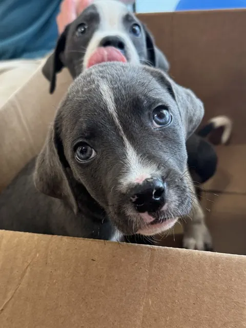 Adoptable Dog
