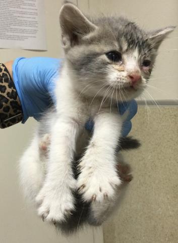 Adoptable Cat