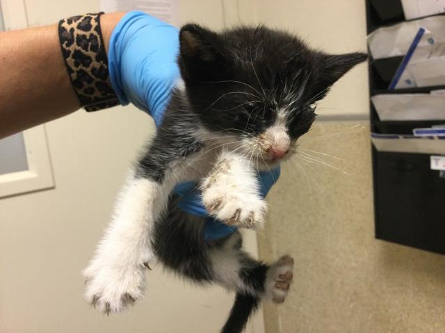 Adoptable Cat