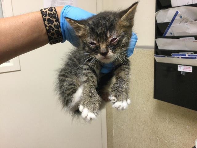 Adoptable Cat