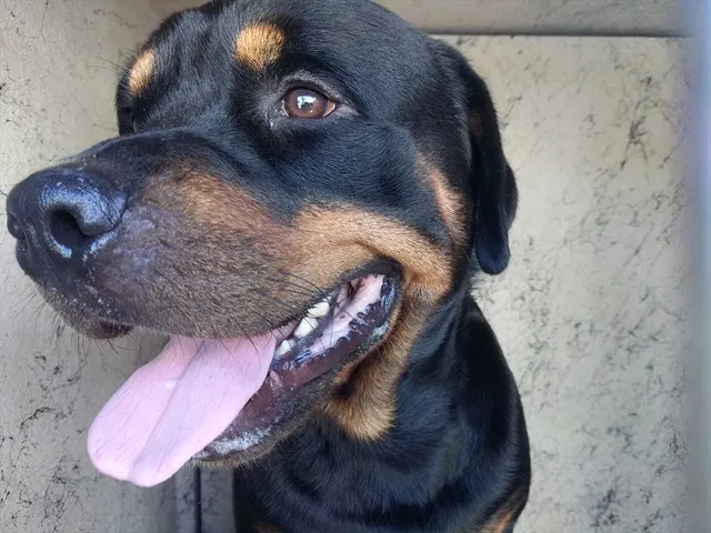 Adoptable Dog