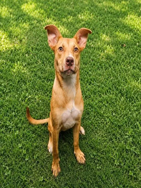 Adoptable Dog