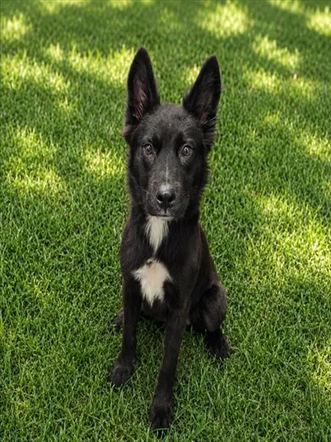 Adoptable Dog