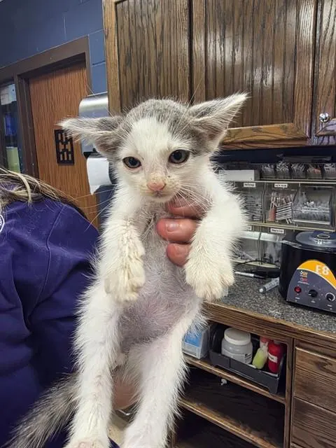 Yoda