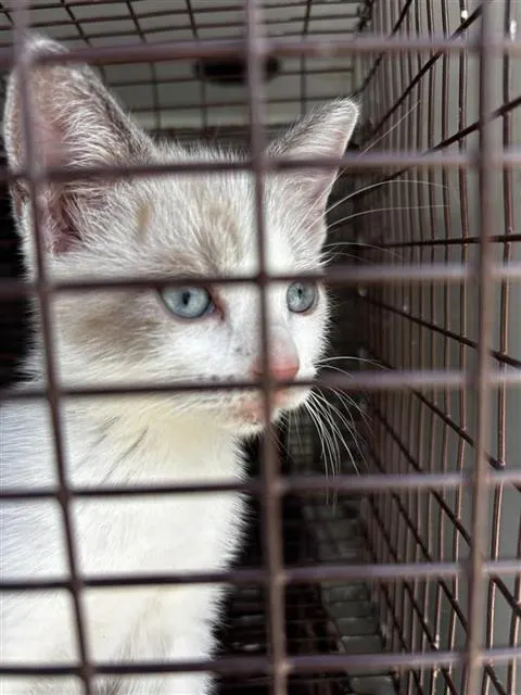 Adoptable Cat