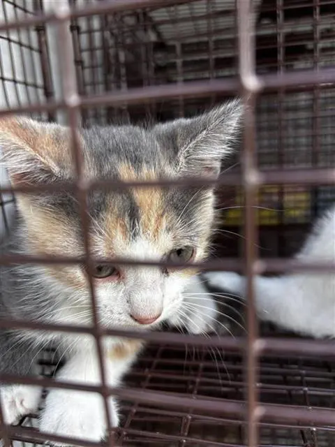 Adoptable Cat