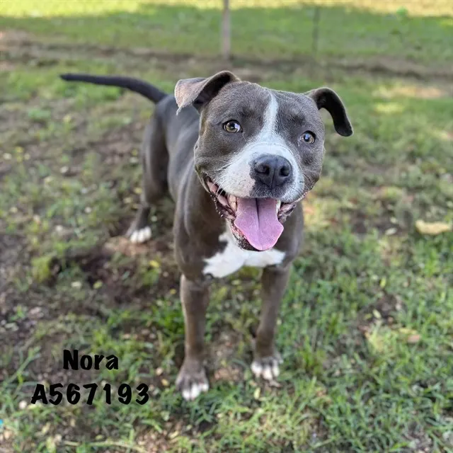 Nora