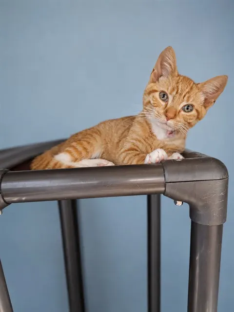 Archie