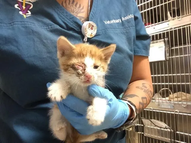Adoptable Cat