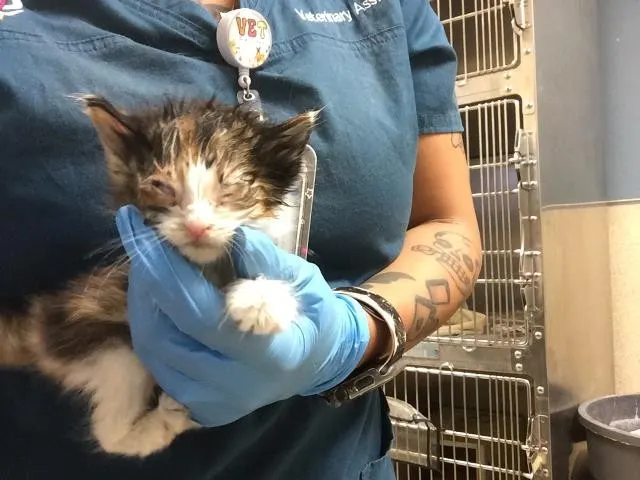 Adoptable Cat