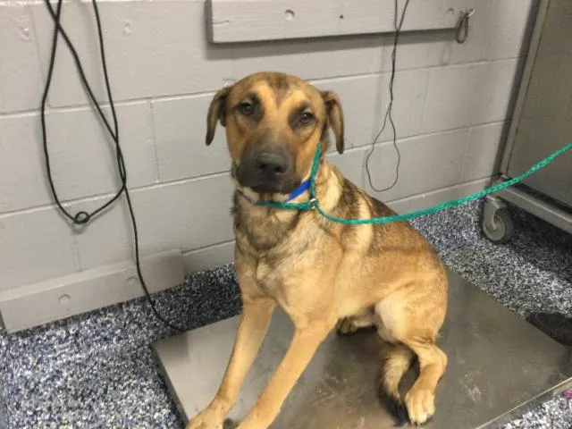 Adoptable Dog
