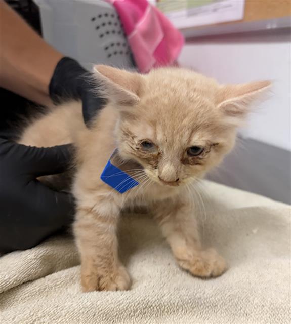 Adoptable Cat