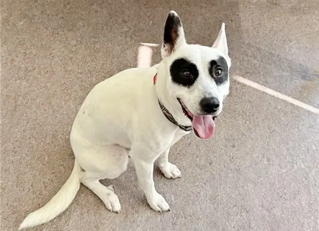 Bandit