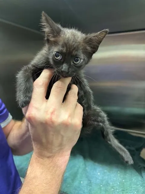 Adoptable Cat