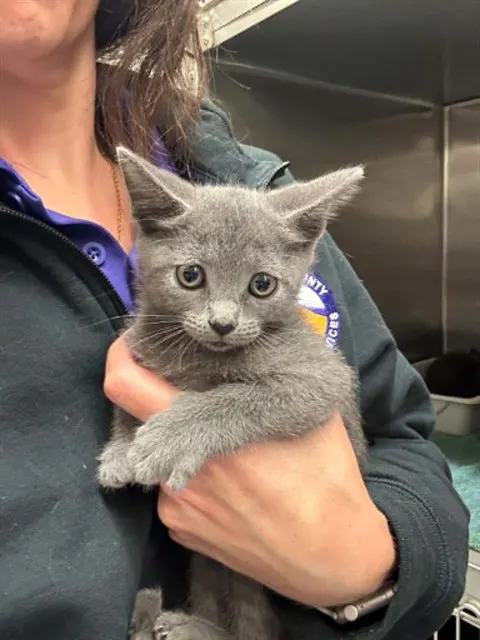 Adoptable Cat