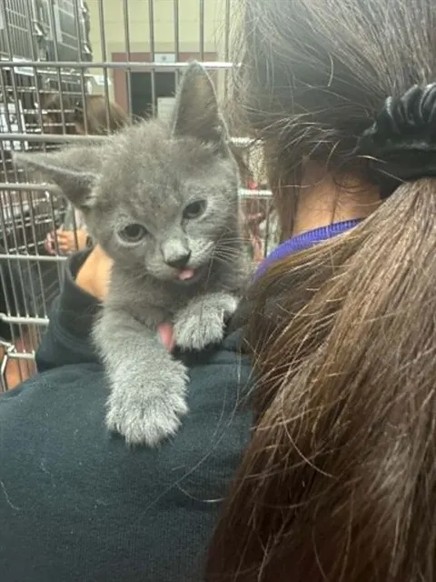 Adoptable Cat