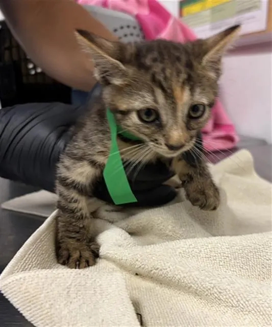 Adoptable Cat