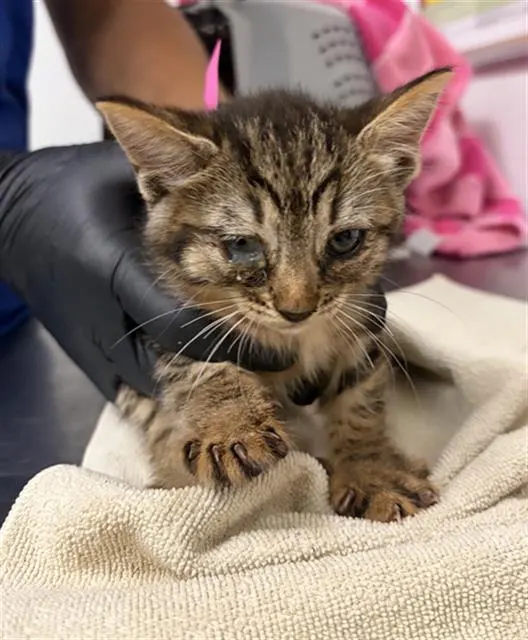 Adoptable Cat