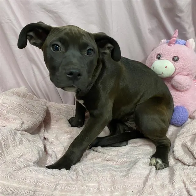 Adoptable Dog