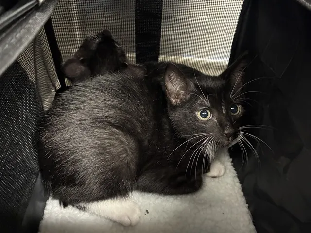 Shelter Staff Named Me *Cannoli