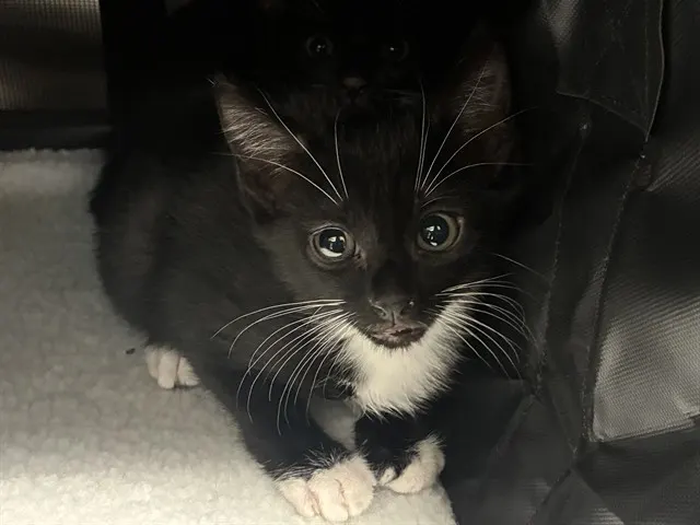 Shelter Staff Named Me *Waffle