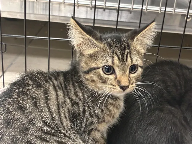 Shelter Staff Named Me *Praline