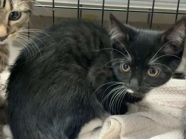 Shelter Staff Named Me *Truffle