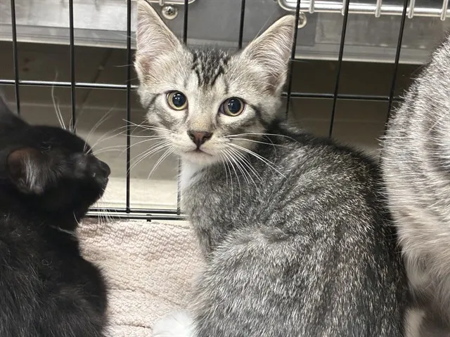 Shelter Staff Named Me *Biscuit