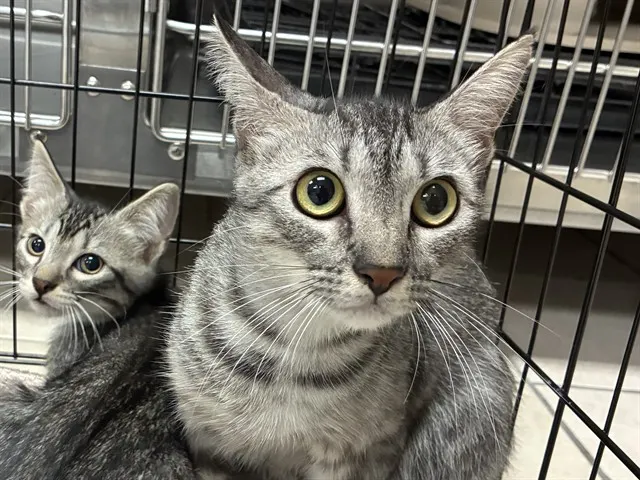 Shelter Staff Named Me *Eclair