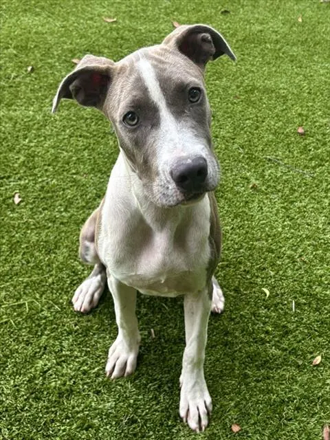 Shelter Staff Named Me *Flower