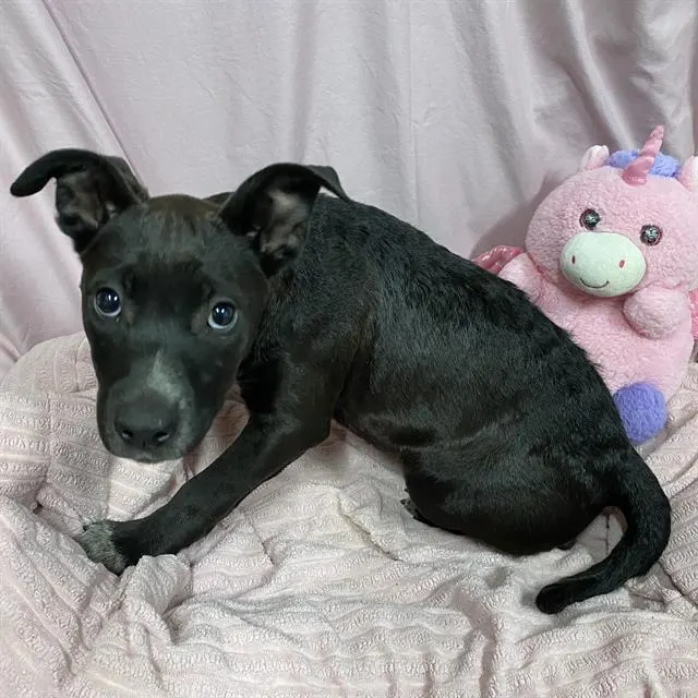 Adoptable Dog