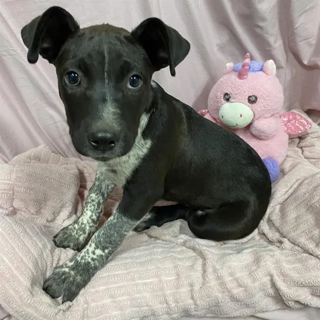 Adoptable Dog