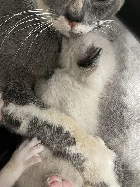 Sebastian*