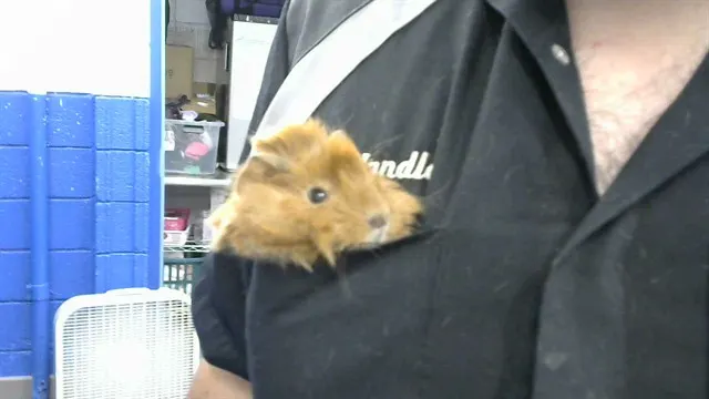 Ham
